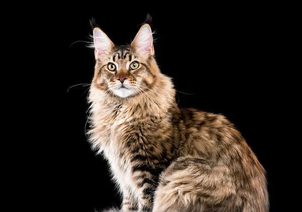 Maine Coon