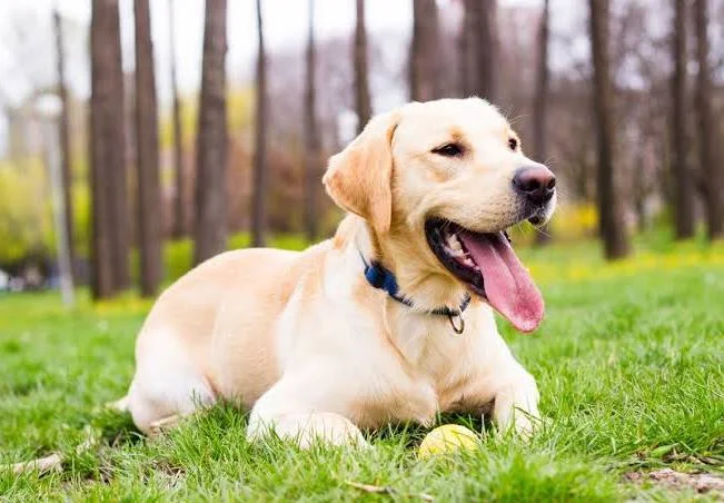 Labrador