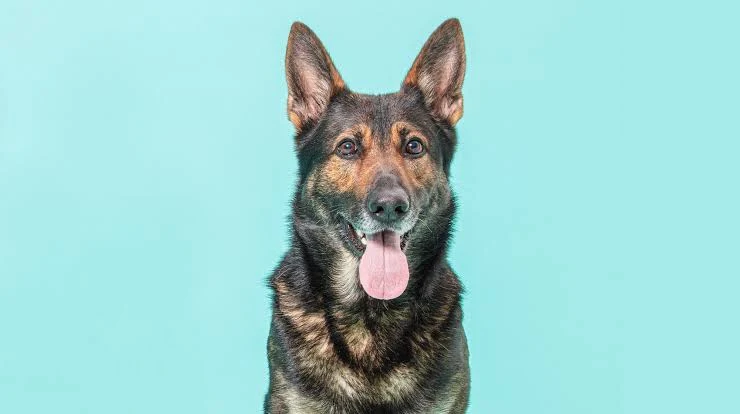 German Shepherd